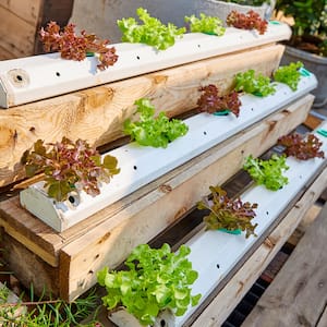 Three-tiered home hydroponic garden